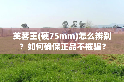芙蓉王(硬75mm)怎么辨别？如何确保正品不被骗？